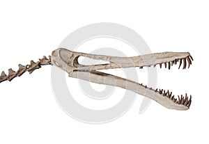 The pterodactylus skeleton on white, isolated