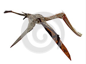 Pterodaustro Reptile Tail