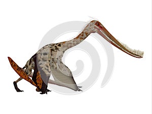 Pterodaustro Reptile on White