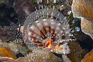 Pterois is a genus of venomous marine fish, commonly known as lionfish