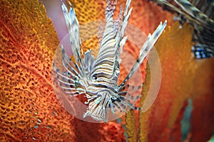 Pterois