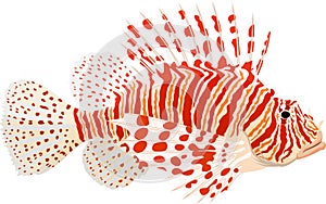 Pterois known as lionfish