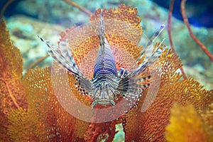 Pterois or lionfish