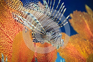 Pterois or lionfish