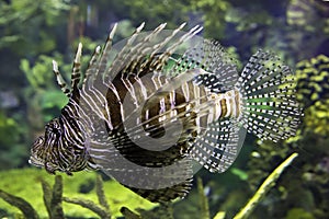 Pterois or Lionfish on display.