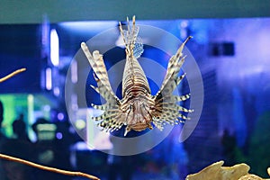 Pterois or lionfish