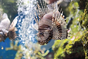 Pterois or lionfish