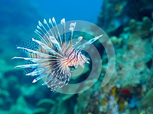 Pterois miles, common lionfish. CuraÃ§ao, Lesser Antilles, Caribbean