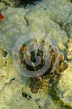 Pterois Miles is species of ray-finned fish. Lionfish in dark color among corals in Red Sea. Devil Firefish has rays of fins