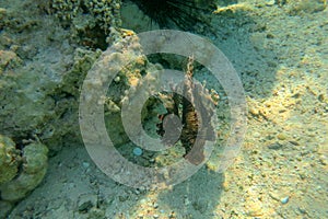 Km è un tipo da. pesce leone buio colore coralli il mare. il diavolo ettaro raggi da pinne 