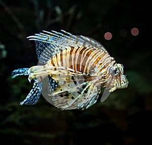 Pterois radiata