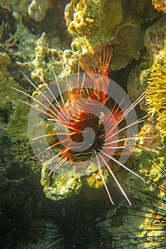 Pterois radiata in shallow water lit by sun rays that create color shades in the Red Sea. Clearfin lionfish Tailbar lionfish.