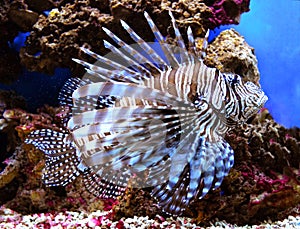 Pterois volitans