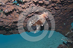 Pterois volitans, or lionfish