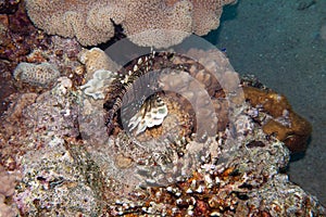 Pterois volitans, or lionfish is underwater