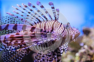 Pterois volitans. Red lionfish & x28;Pterois volitans& x29; aquarium fish.