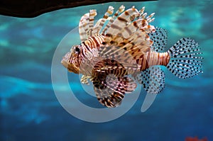 Pterois Volitans in the water