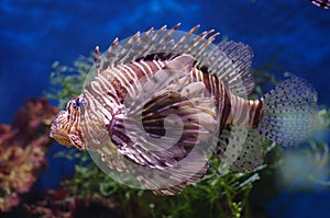 Pterois Volitans in the water