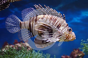 Pterois Volitans in the water