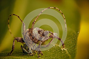 The pterolophia insects sharpen