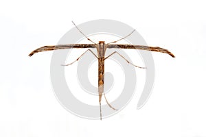 Pterophoridae butterfly on a white background