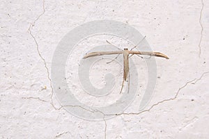 Pterophoridae moth