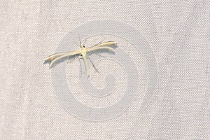 Pterophoridae moth