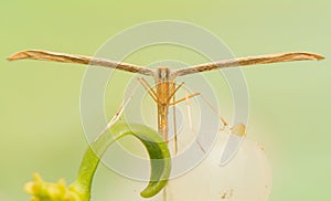 Pterophoridae
