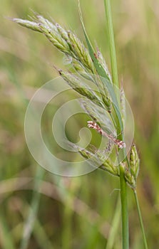 Pterophorinae Moth on grass seeds