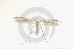 Pterophorus pentadactyla