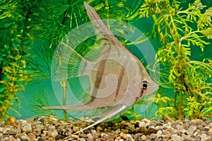 Pterophyllum altum