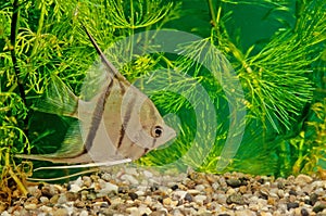 Pterophyllum altum
