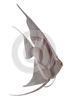 Pterophyllum altum