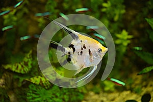 The Pterophyllum fish photo