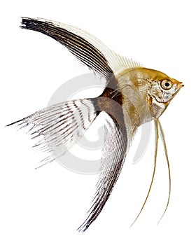 Pterophyllum angel fish photo