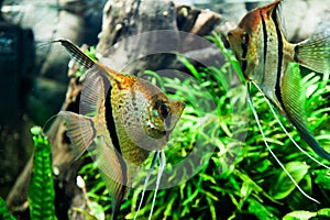 Pterophyllum scalare