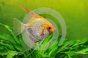 Pterophyllum scalare