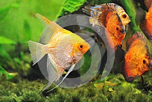 Pterophyllum scalare