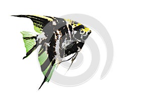 Pterophyllum scalare