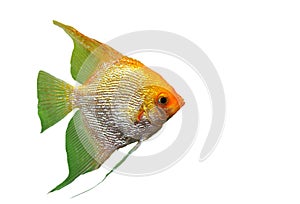 Pterophyllum scalare