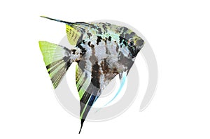 Pterophyllum scalare