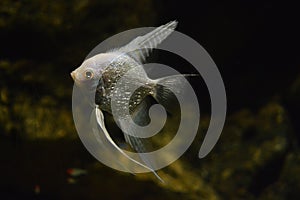 Pterophyllum scalare in aquarium, close up