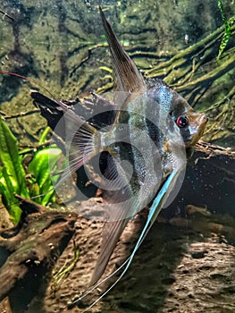 Pterophyllum scalare. Blue Zebra Angelfish in tank fish.