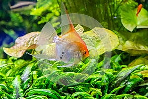 Pterophyllum scalare fish