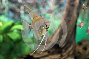 Pterophyllum scalare. Fish swims in the interior of the aquarium