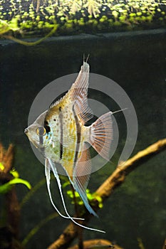 Pterophyllum scalare Rio Nanay