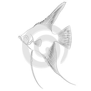Pterophyllum scalare Sailfins, freshwater angelfish aquatic animal contour lines hand drawn illustration aquarium fish