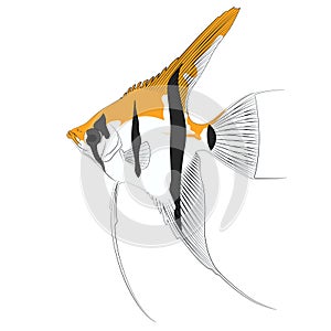 Pterophyllum scalare Sailfins, freshwater angelfish aquatic animal graphic illustrations aquarium fish