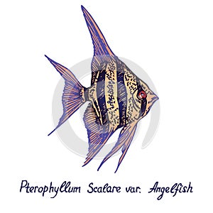 Pterophyllum Scalare variety Angelfish, hand drawn doodle, sketch