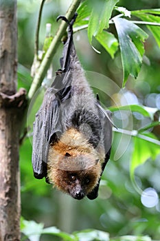 Pteropodidae bat on tree branch